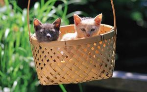 AHŞAP ÇERÇEVELİ CANVAS TABLO ANIMALS H224  40x30