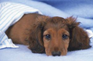 AHŞAP ÇERÇEVELİ CANVAS TABLO ANIMALS H266  40x30