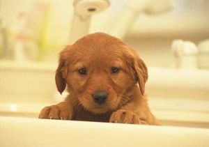 AHŞAP ÇERÇEVELİ CANVAS TABLO ANIMALS H263  40x30