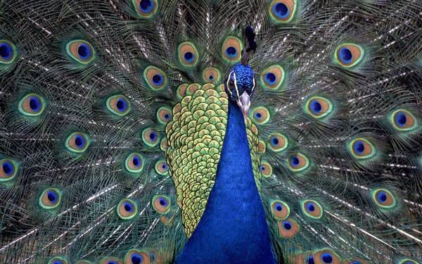 AHŞAP ÇERÇEVELİ CANVAS TABLO ANIMALS H252  40x30