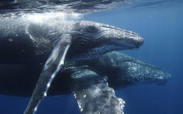 AHŞAP ÇERÇEVELİ CANVAS TABLO ANIMALS H251  40x30