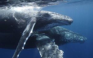 AHŞAP ÇERÇEVELİ CANVAS TABLO ANIMALS H251  40x30