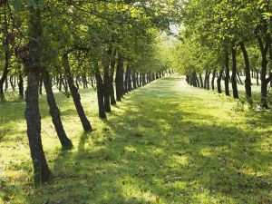 AHŞAP ÇERÇEVELİ CANVAS TABLO ÜLKELER 80240 40x30