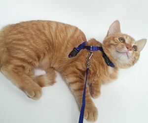 Ayarlanabilir Kedi Tasması 120 cm (4 Renk)