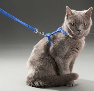 Ayarlanabilir Kedi Tasması 120 cm (4 Renk)