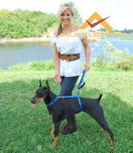 KÖPEK EĞİTİM TASMASI İNSTANT TRAİNER LEASH KD