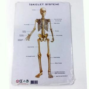 20 Parça İnsan Vücudu Organ Ve İskelet Puzzle Eğitici Öğretici