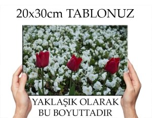 C.Ö. ÜÇ KIRMIZI LALE BEYAZLARDA 7 değişen ölçü KANVAS TABLO