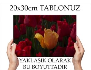 C.Ö. SU DAMLALARI DÜŞMÜŞ LALE 7 değişen ölçü KANVAS TABLO