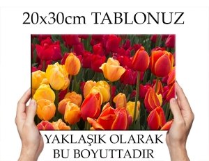C.Ö. SARIDAN KIRMIZIYA LALELER 7 değişen ölçü KANVAS TABLO