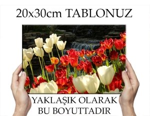 C.Ö. KIRMIZI BEYAZ LALELER VE SU 7 değişen ölçü KANVAS TABLO