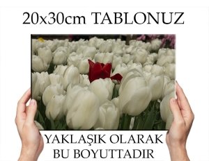 C.Ö. BEYAZLAR ARASINDA KIRMIZI LALE 7 değişen ölçü KANVAS TABLO