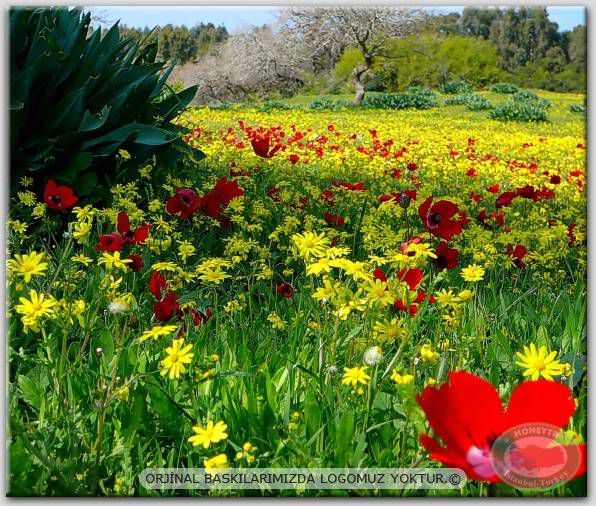 100x70cm ÇERÇEVELİ CANVAS TABLO ÇİÇEK AYF12124