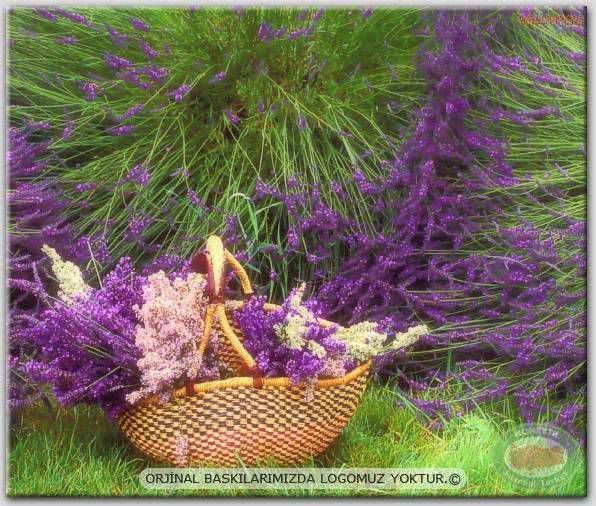 100x70cm ÇERÇEVELİ CANVAS TABLO ÇİÇEK AYF12122