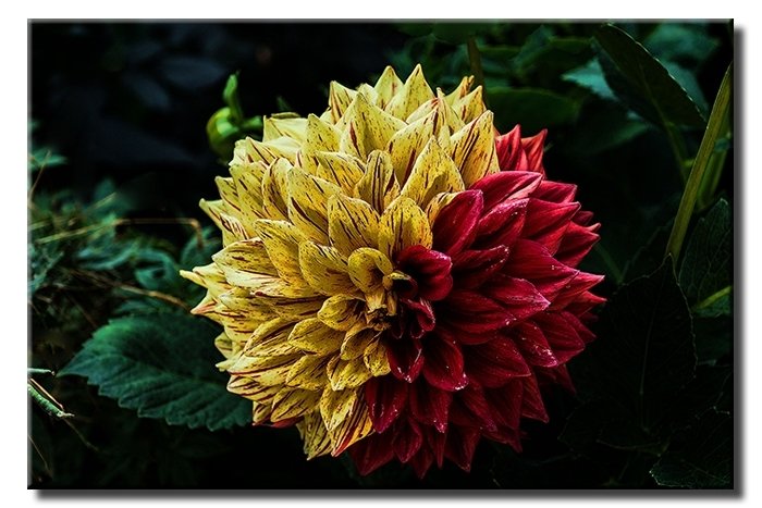 DAHLIA CICEK 6 değişen ölçü ORİJİNAL KANVAS TABLO