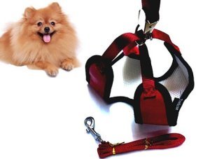 Zilli Yavru Köpek Göğüs Tasması ve Gezdirme Kayışı