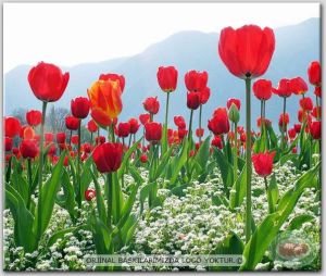 100x70cm ÇERÇEVELİ CANVAS TABLO ÇİÇEK BYF11743