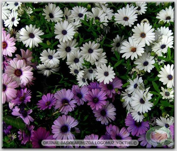 100x70cm ÇERÇEVELİ CANVAS TABLO ÇİÇEK AYF12736